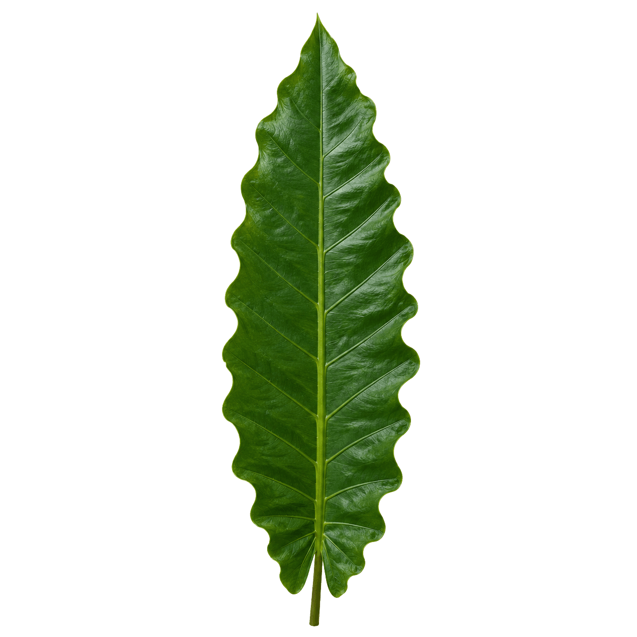 Alocasia Lauterbachiana