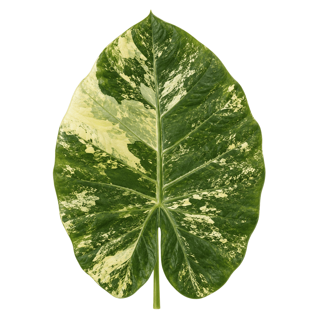 Alocasia Macrorrhizos Splash