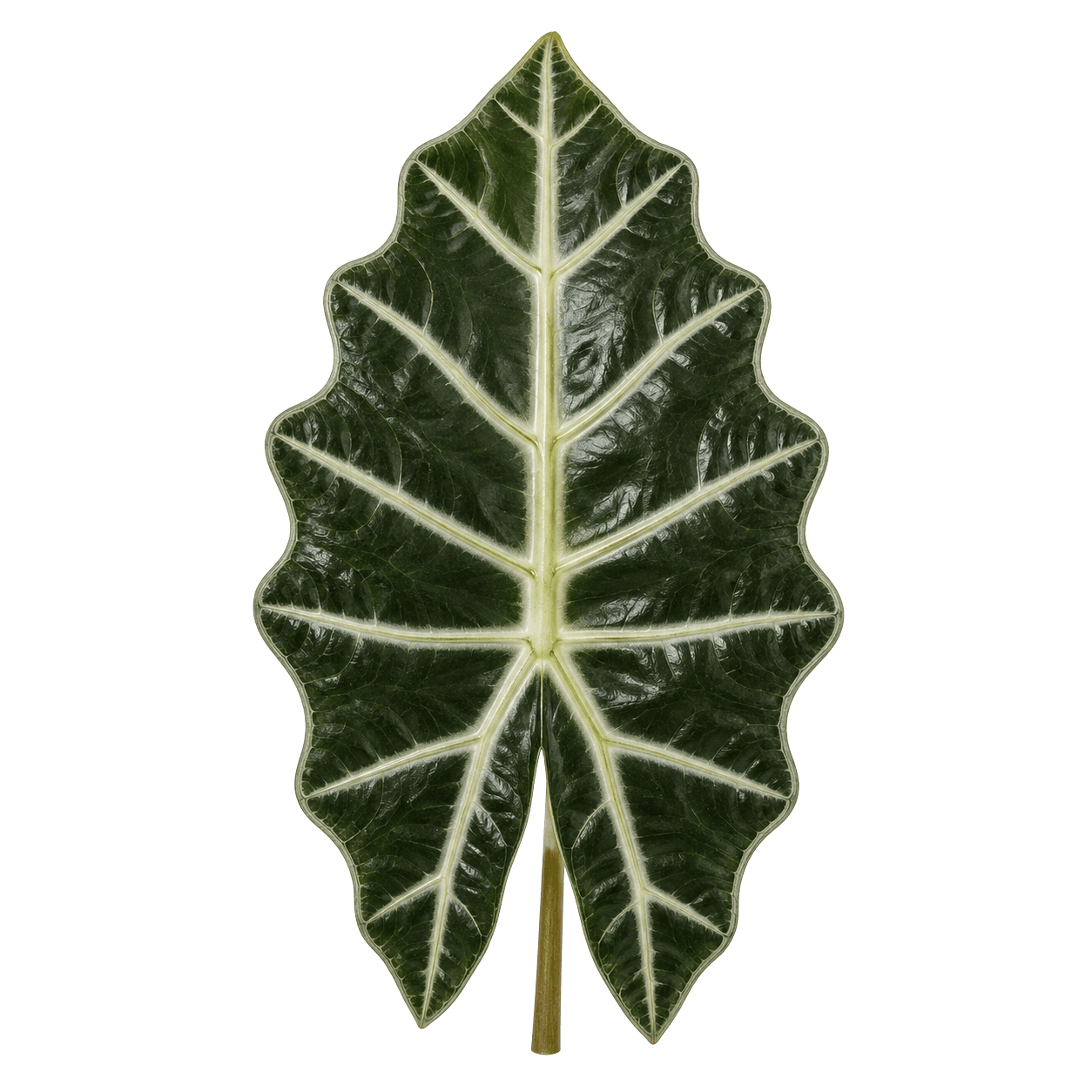Alocasia Polly