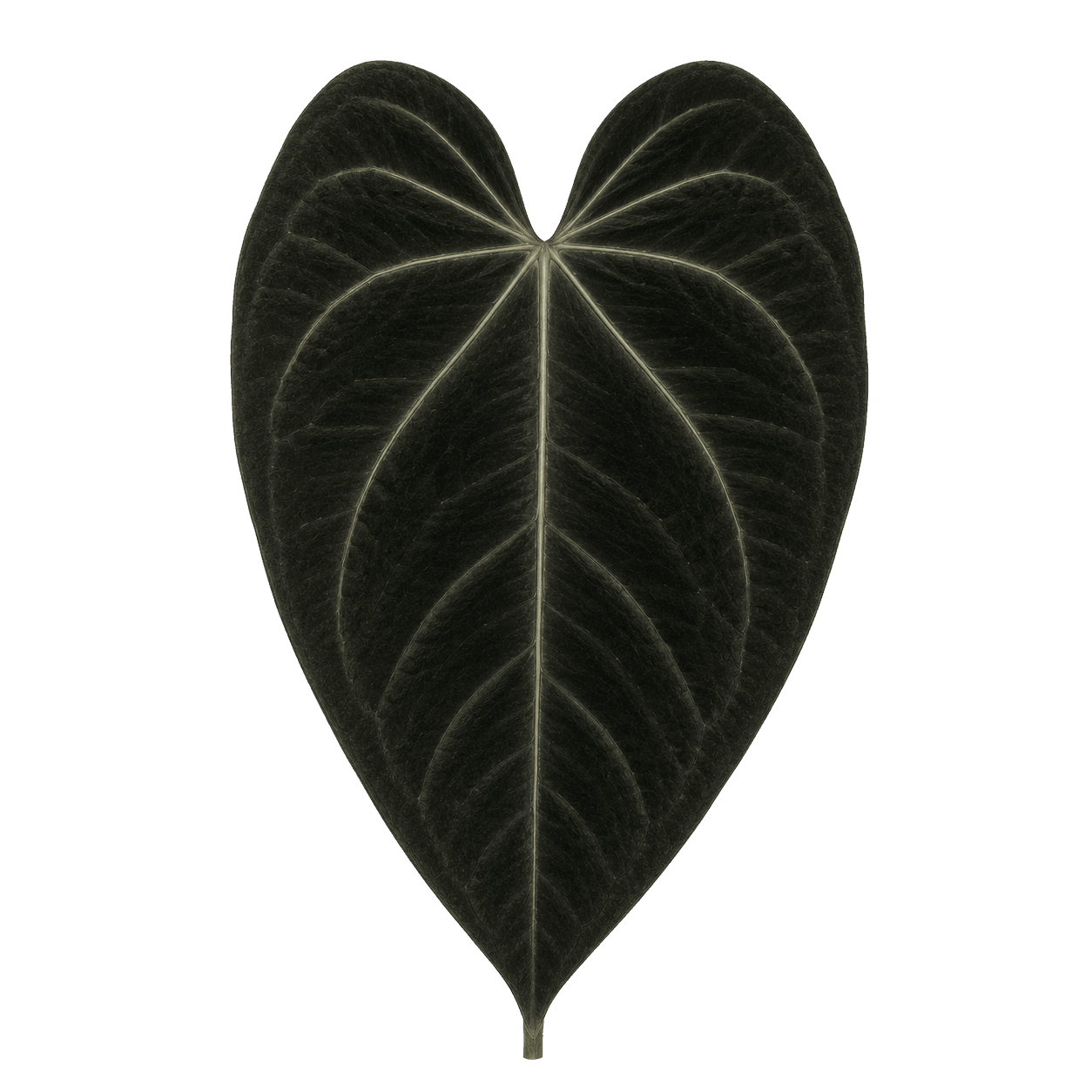 Anthurium Queen of Hearts