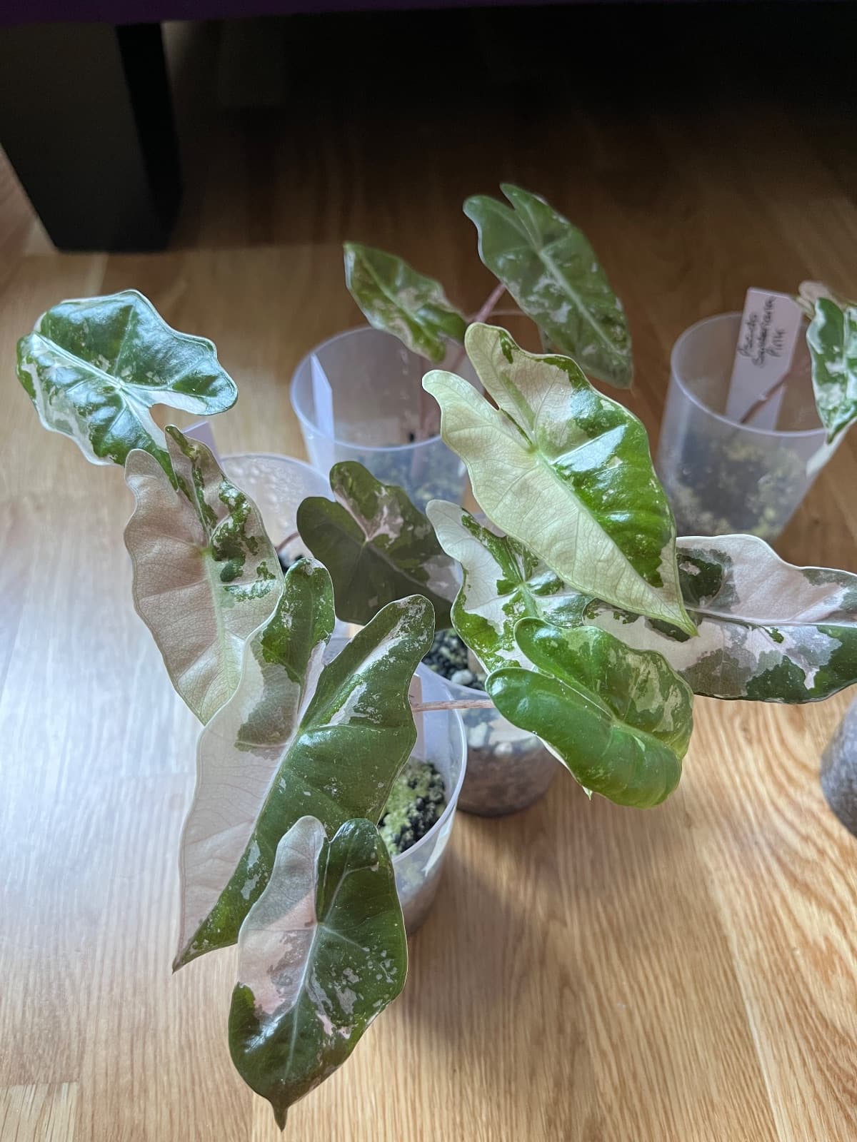 Alocasia Pseudo Sanderiana Pink