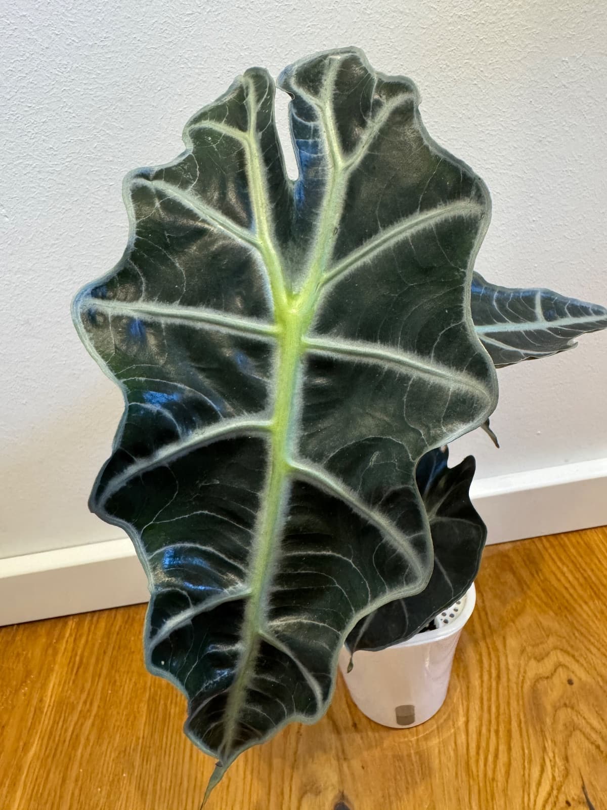 Alocasia Polly in Selbstbewässerungstopf