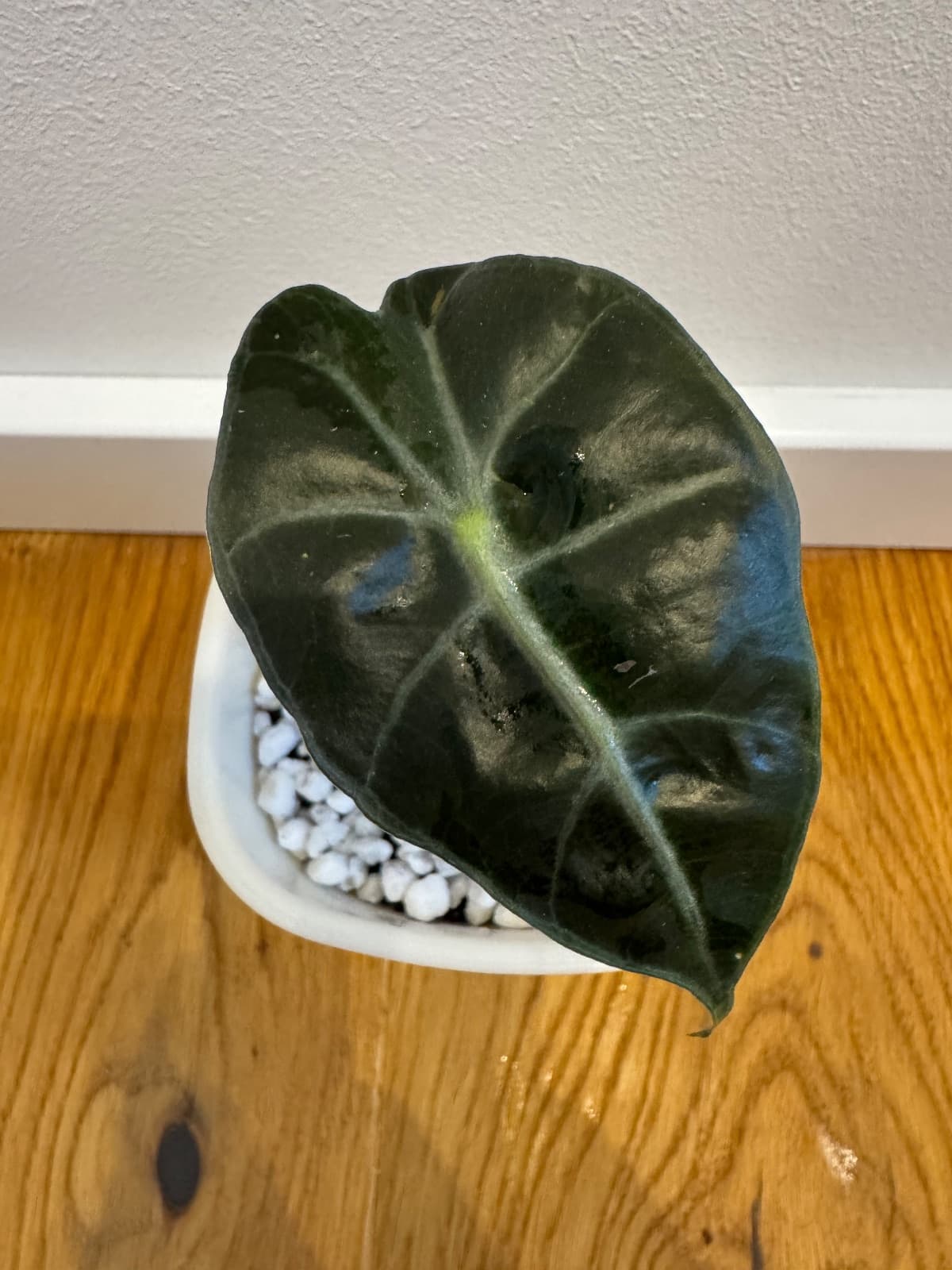 Alocasia Polly Ableger in Selbstbewässerungstopf