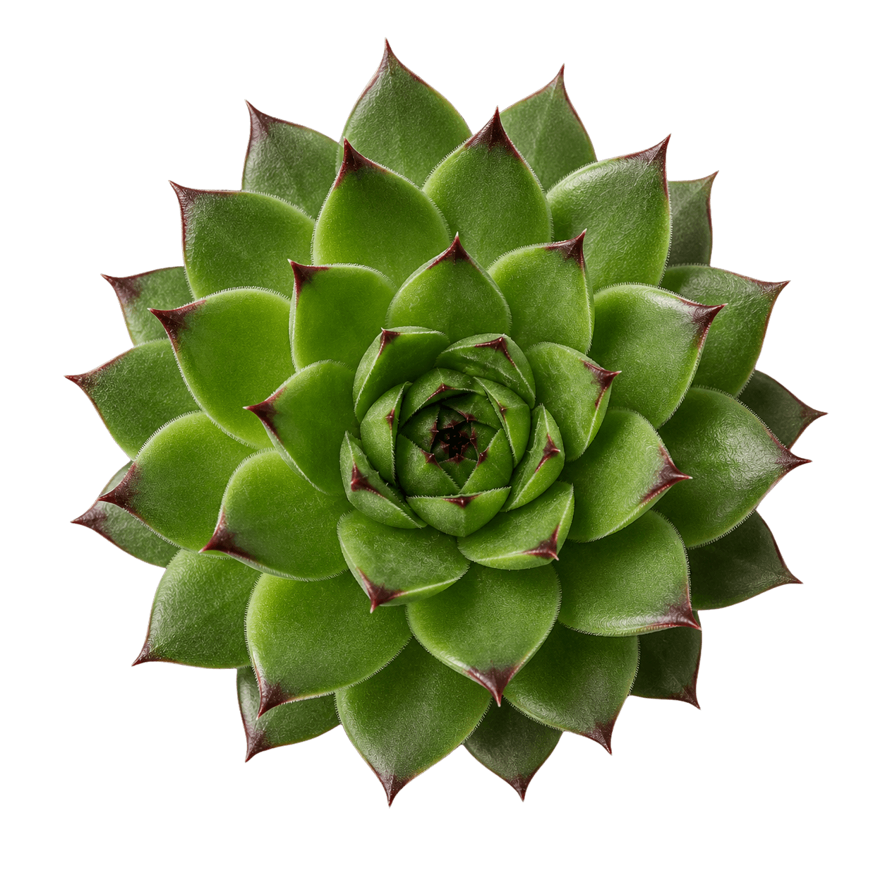 Sempervivum tectorum