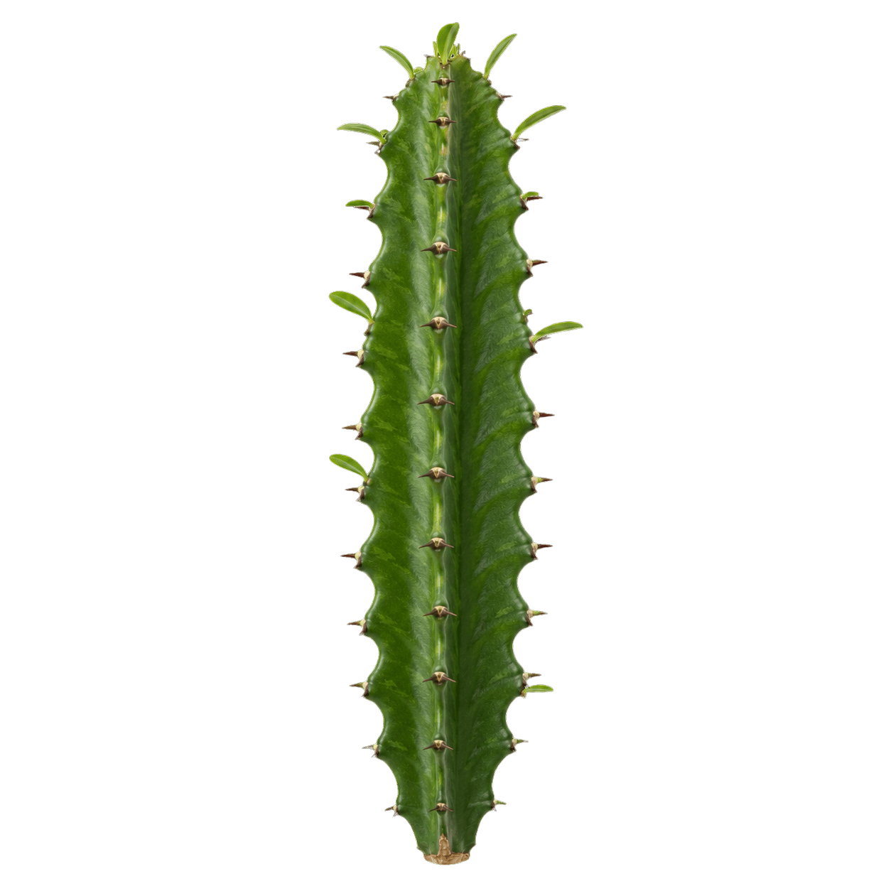Euphorbia trigona
