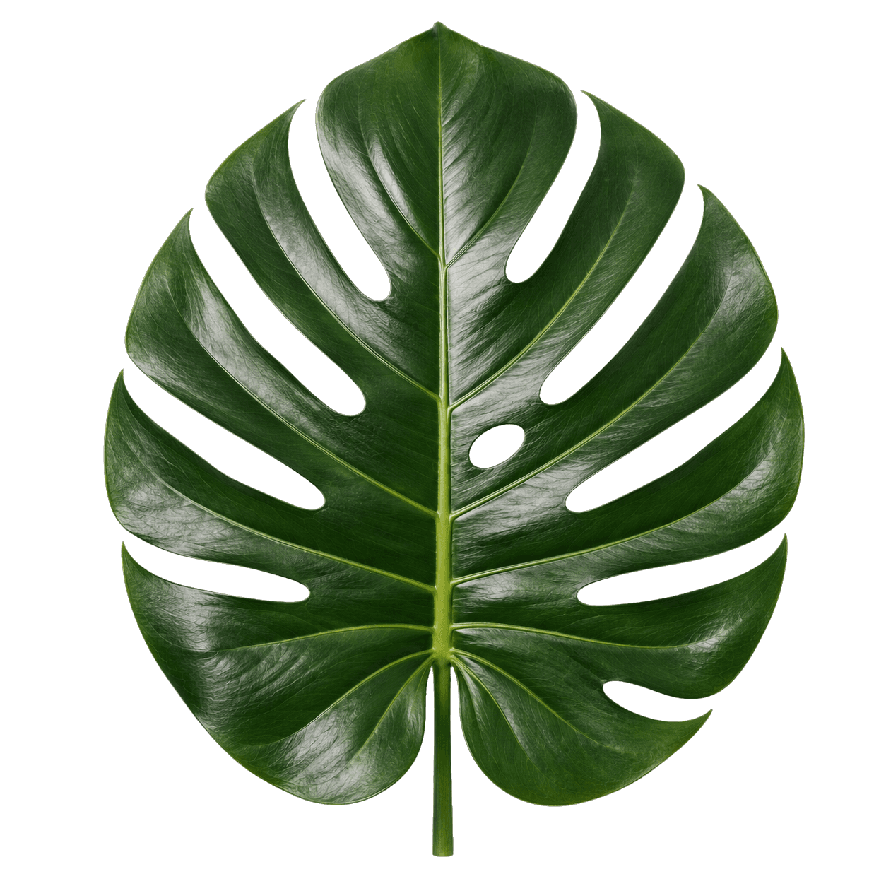 Monstera Deliciosa