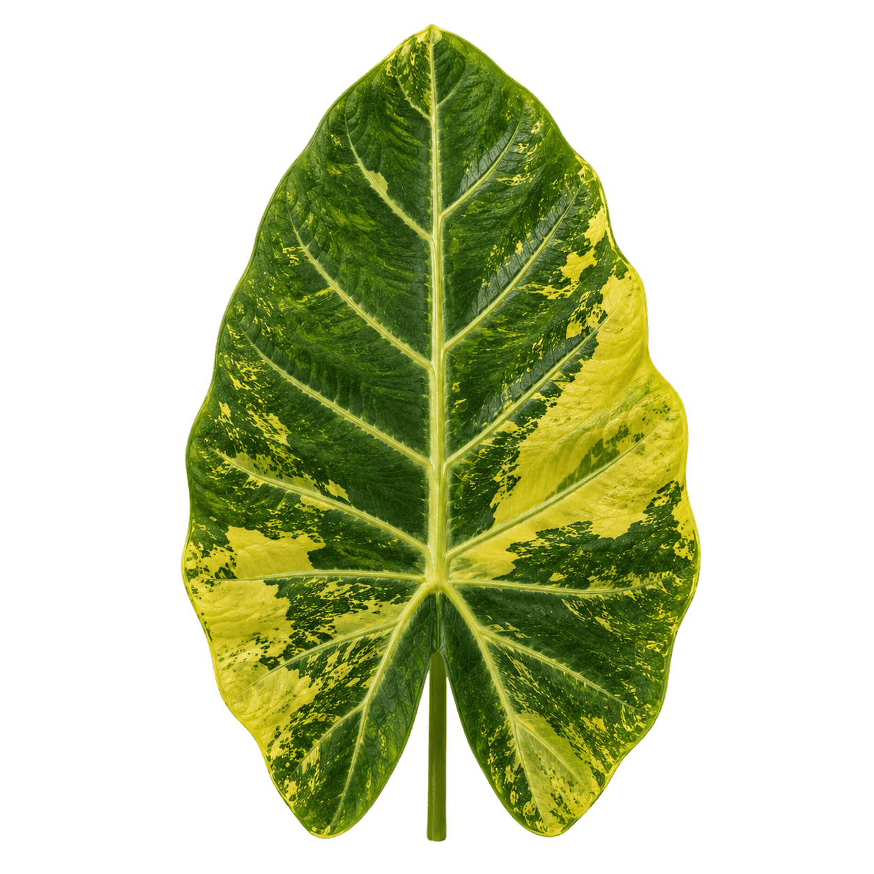 Alocasia Gageana Aurea